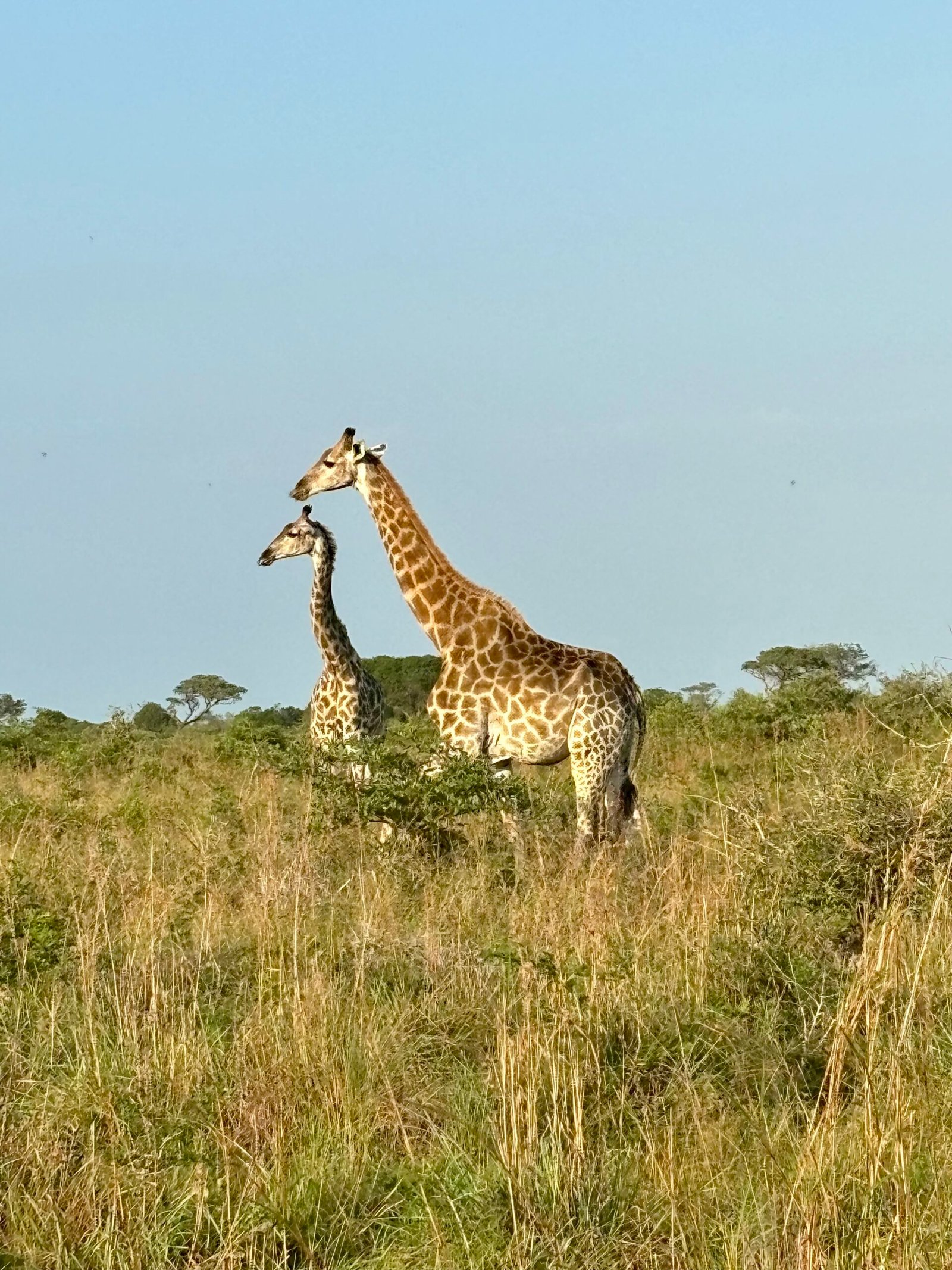Savanna landscape with acacia trees