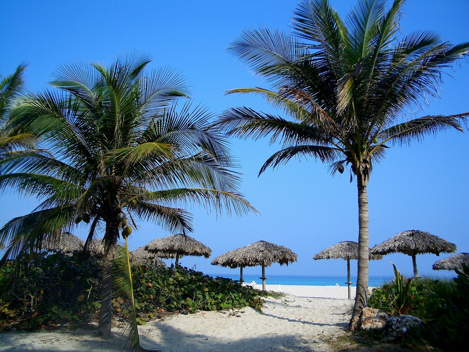 Tropical beach with palm trees